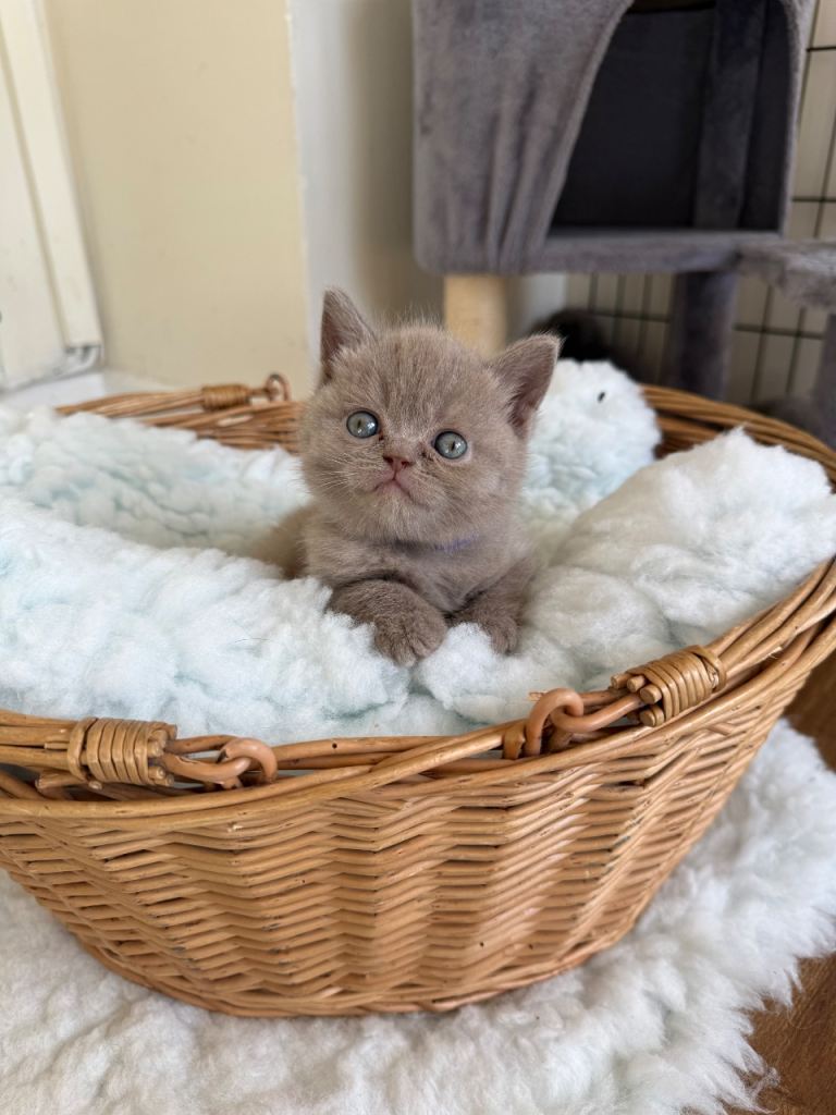 5 beautiful British shorthair kittens 