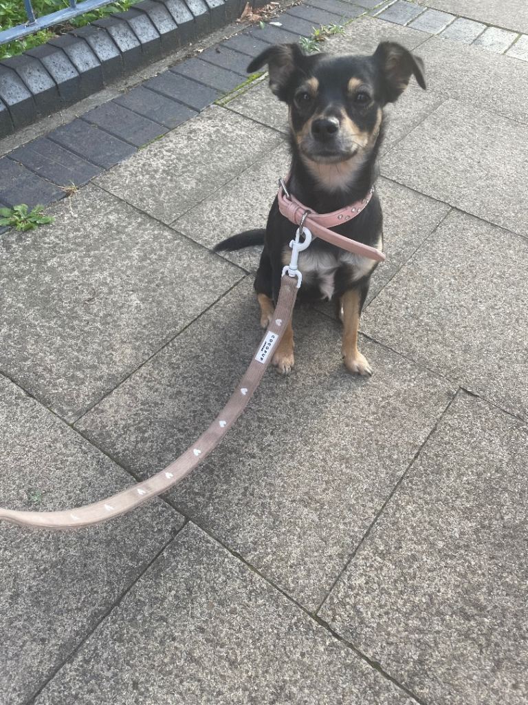 Mixed Jack Russel x Chow For Sale 