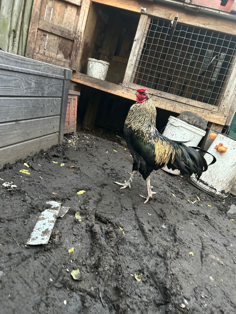 Aseel Rooster, hens and Pullets for sale