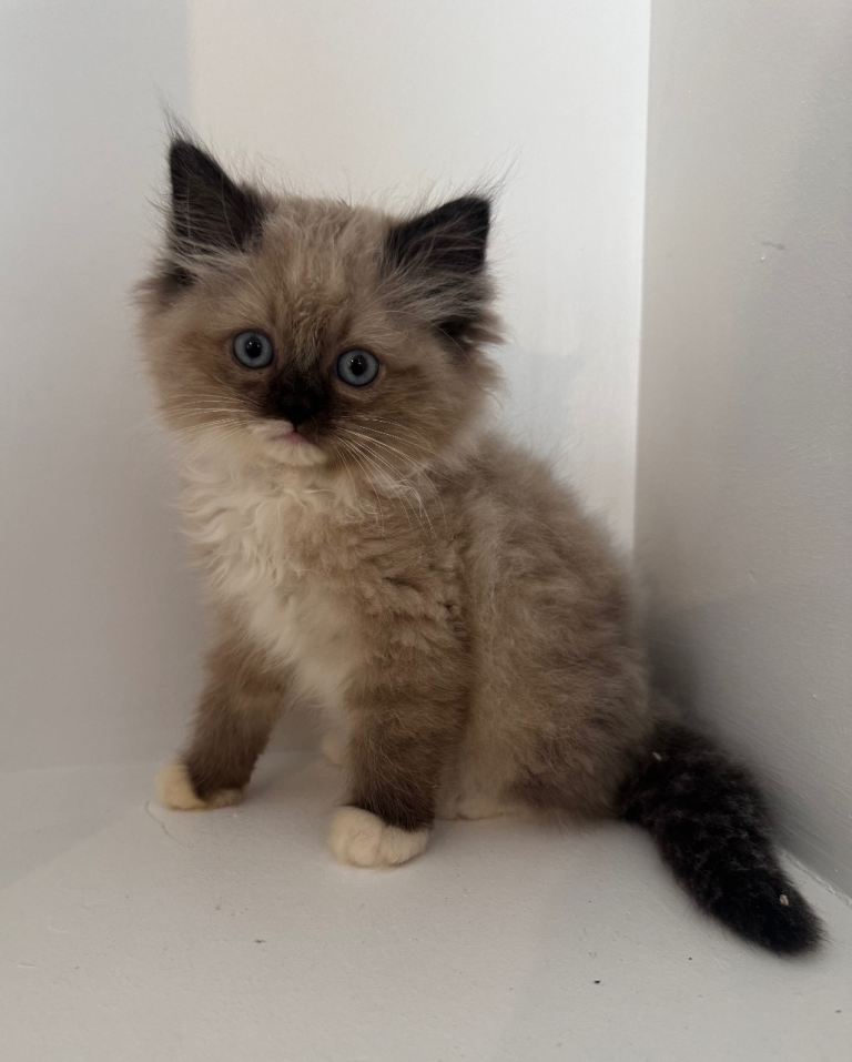 Long haired persian kittens
