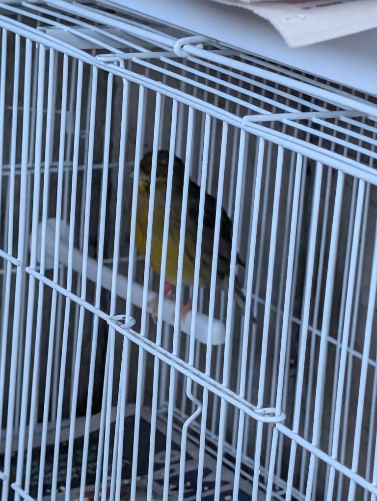 Canary birds for sale 