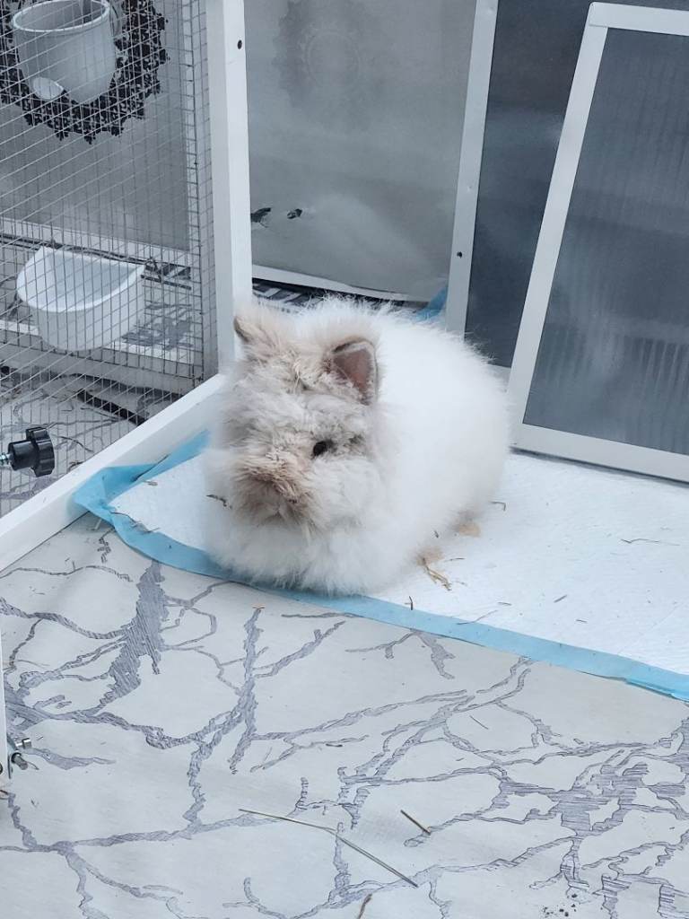 Teddy dwarf rabbit