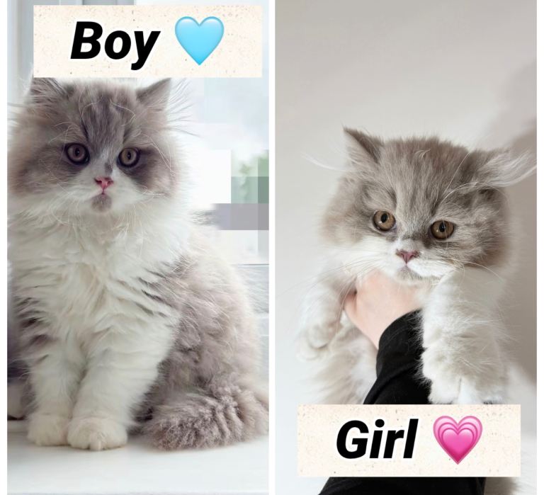 British shorthair and longhair kittens 