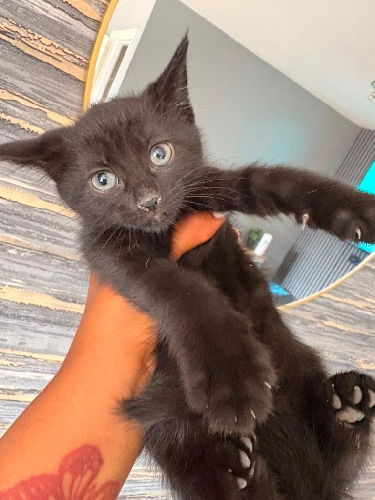 Kittens 