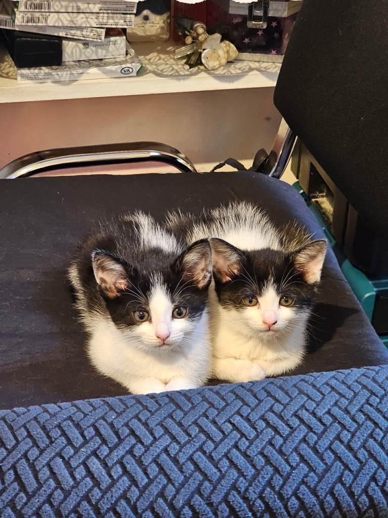 Kittens 