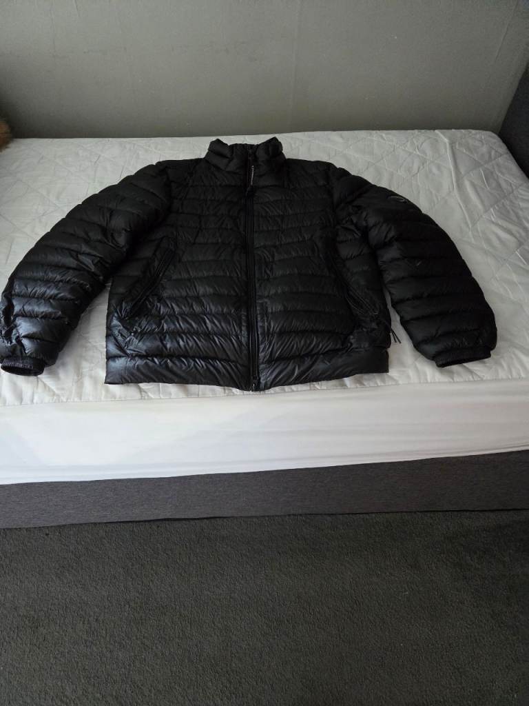 Canada goose