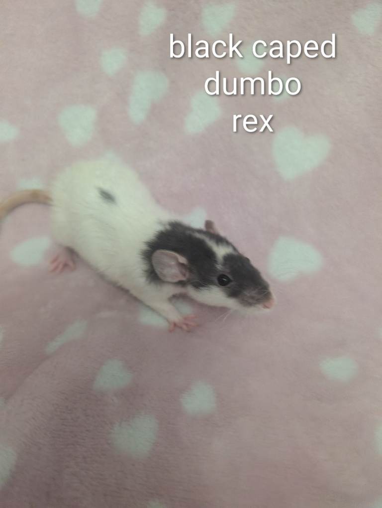 Beautiful rex rats 