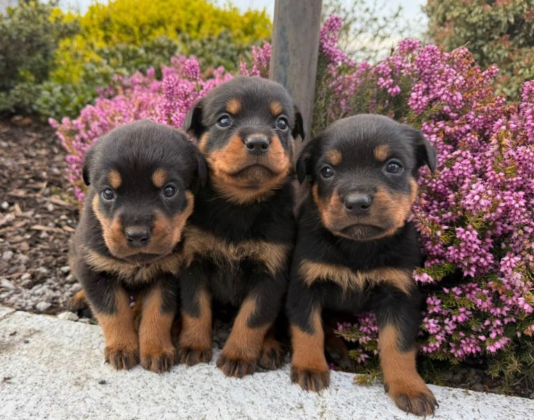 Adorable Rottweiler Puppies for Sale