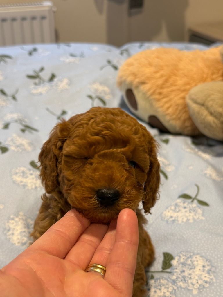 Toy poodle 
