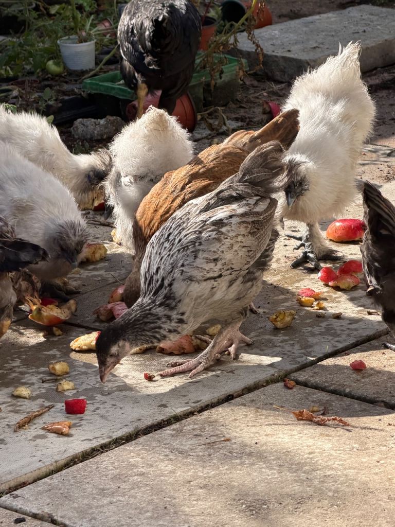 Chickens 