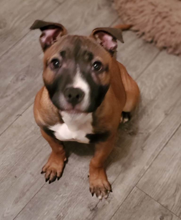 Staffy puppy kc reg 