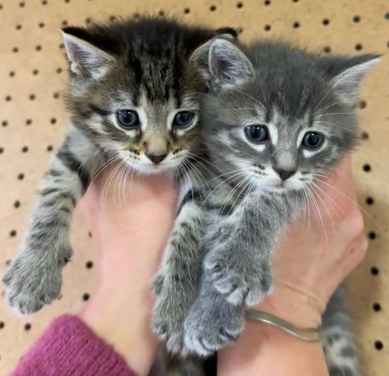 Stunning bengal x tabby kittens 