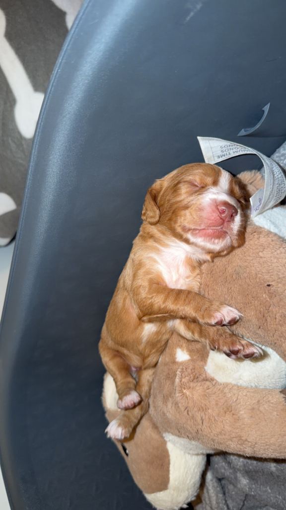 Cocker spaniel puppies 