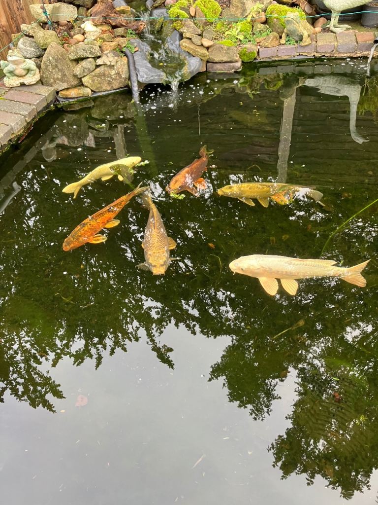 6 Koi Carp plus 1 Tench