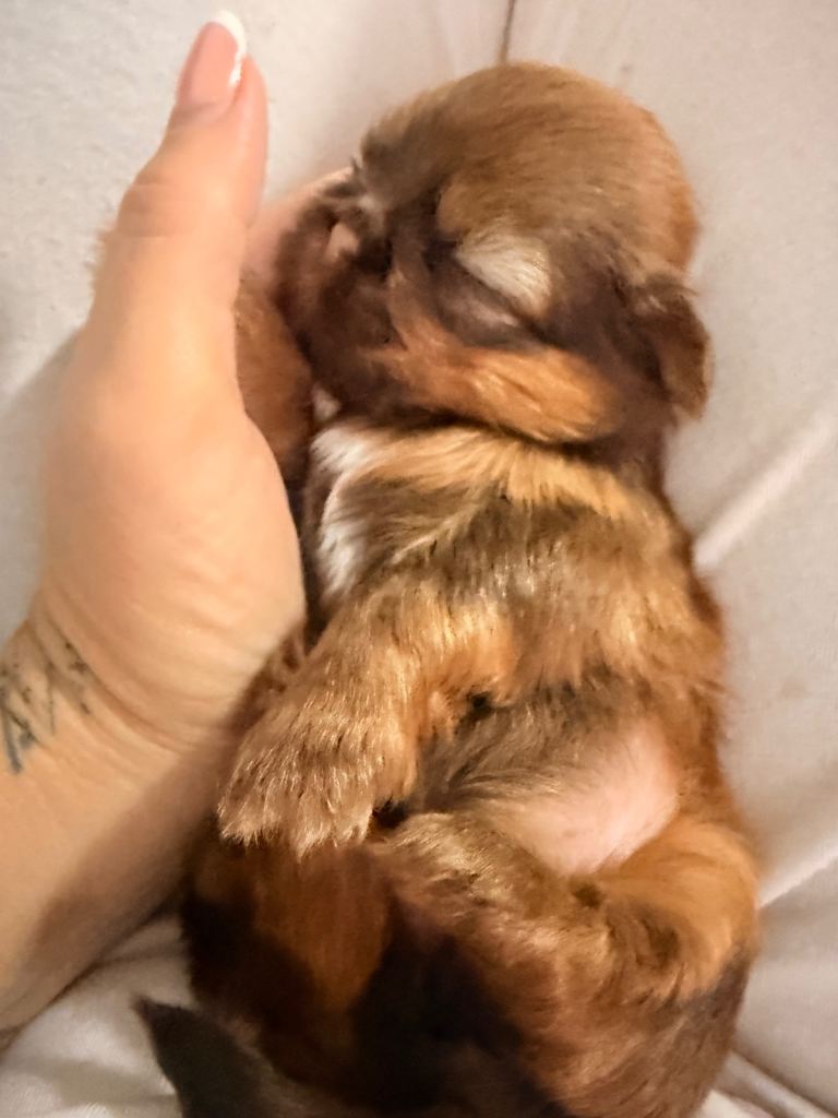 Imperial Shih Tzu pups 