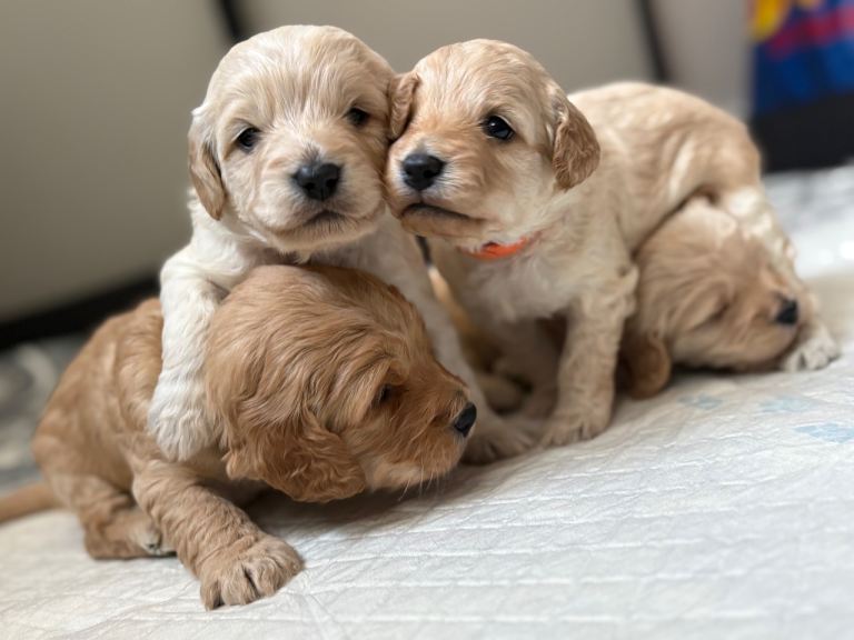 Last female and male cockapoo pups