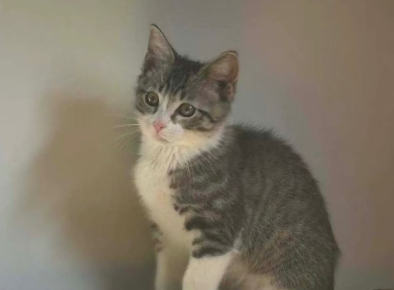 Sweet 3-Month-Old Male Kitten – Healthy, Playful, Very Affectionate
