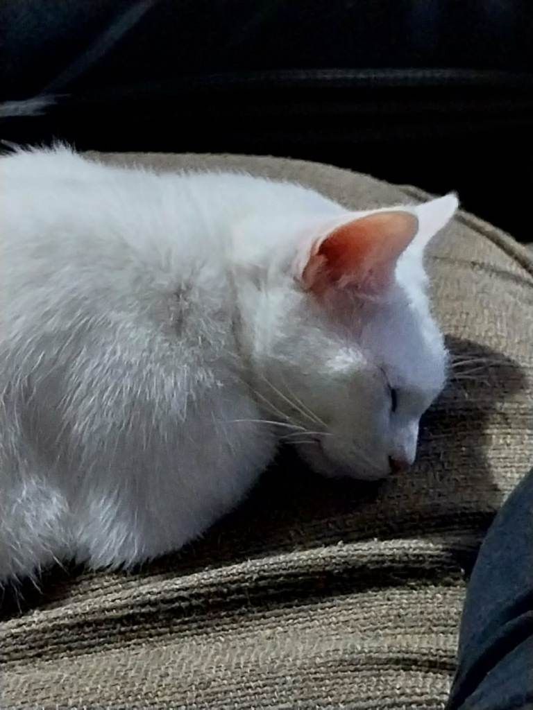 6 year old pure white cat