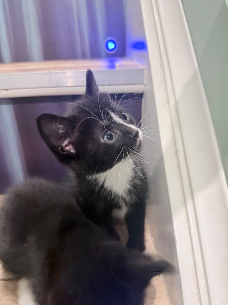 5 kittens for sale 