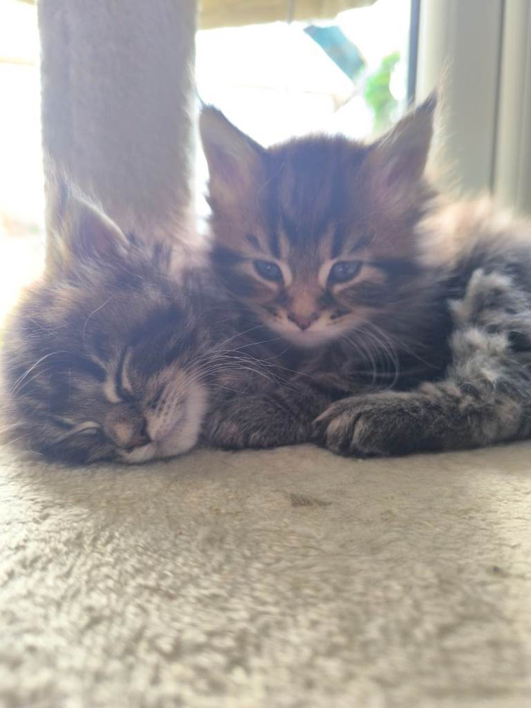 Maine coon kittens
