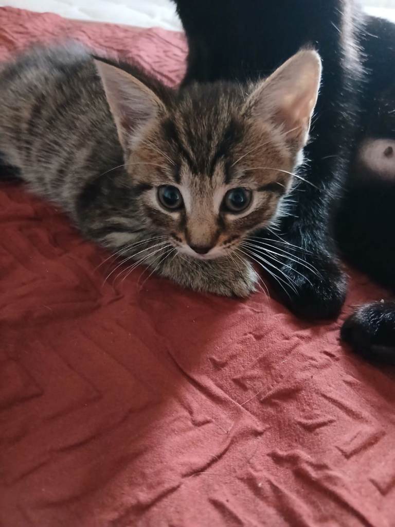 Girl 8 week old kitten for 40