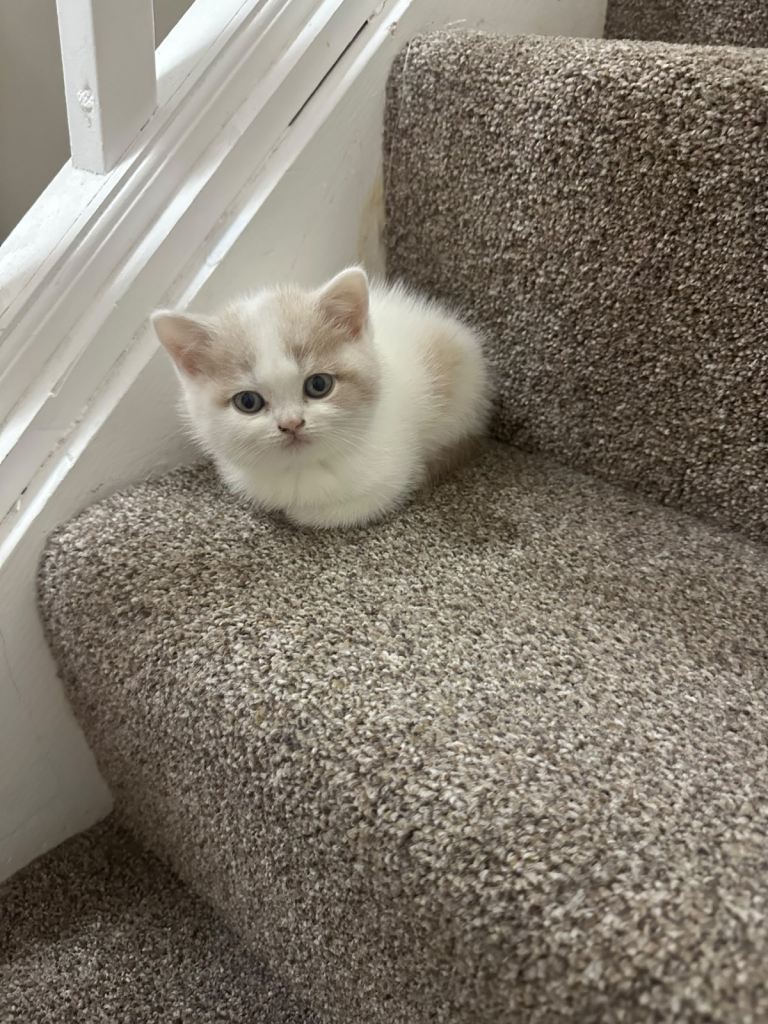kittens 