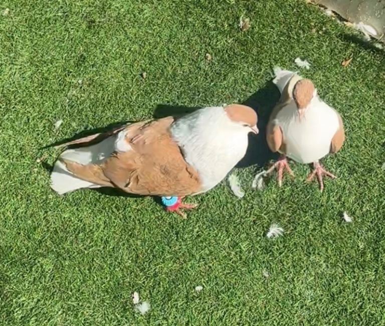 Afghan pigeons 