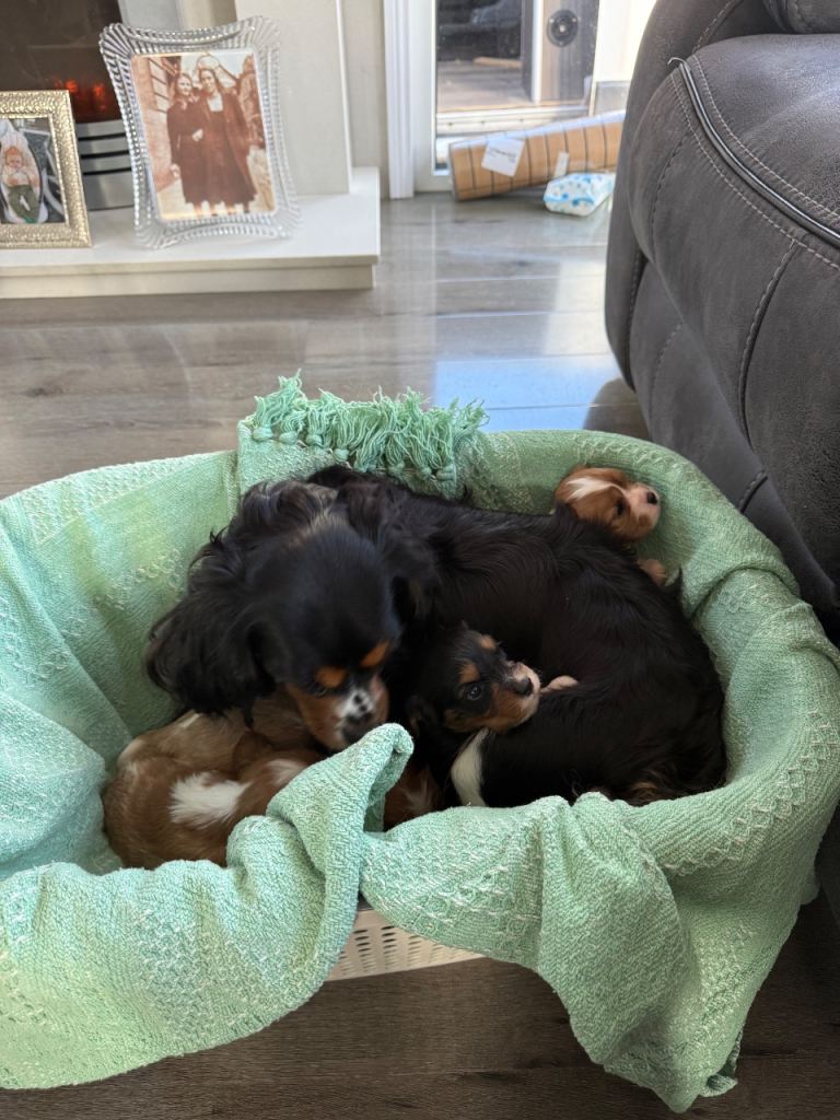 King Charles puppies 