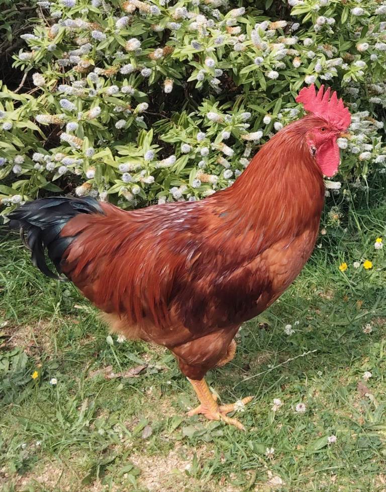 Rooster for sale 