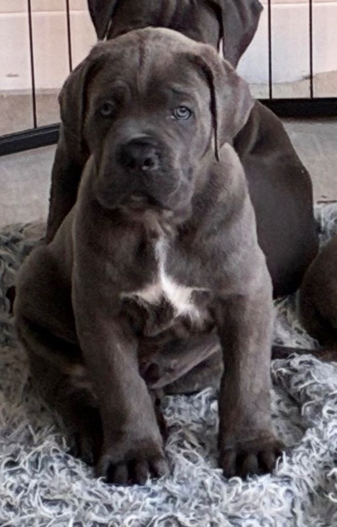 Cane corso puppies. 