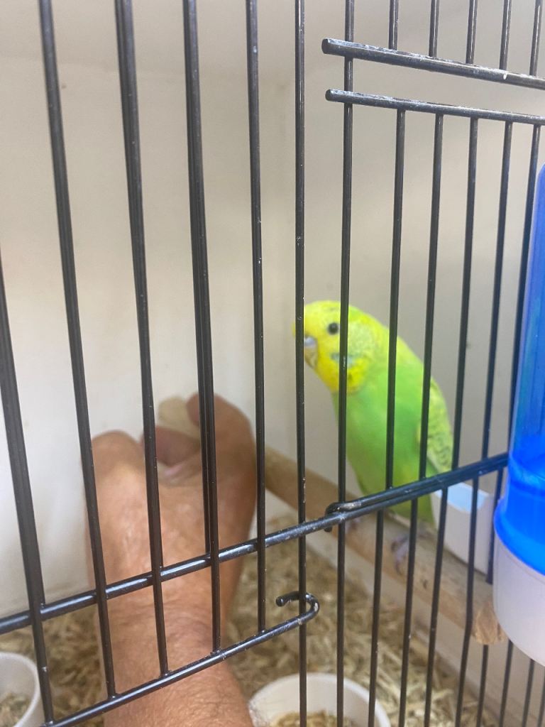 Baby Budgies ready now ideal to hand taming 