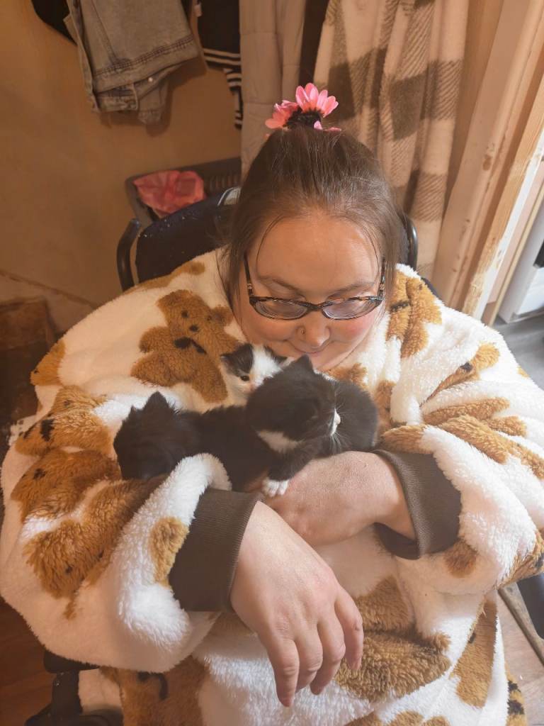 3 Kittens 
