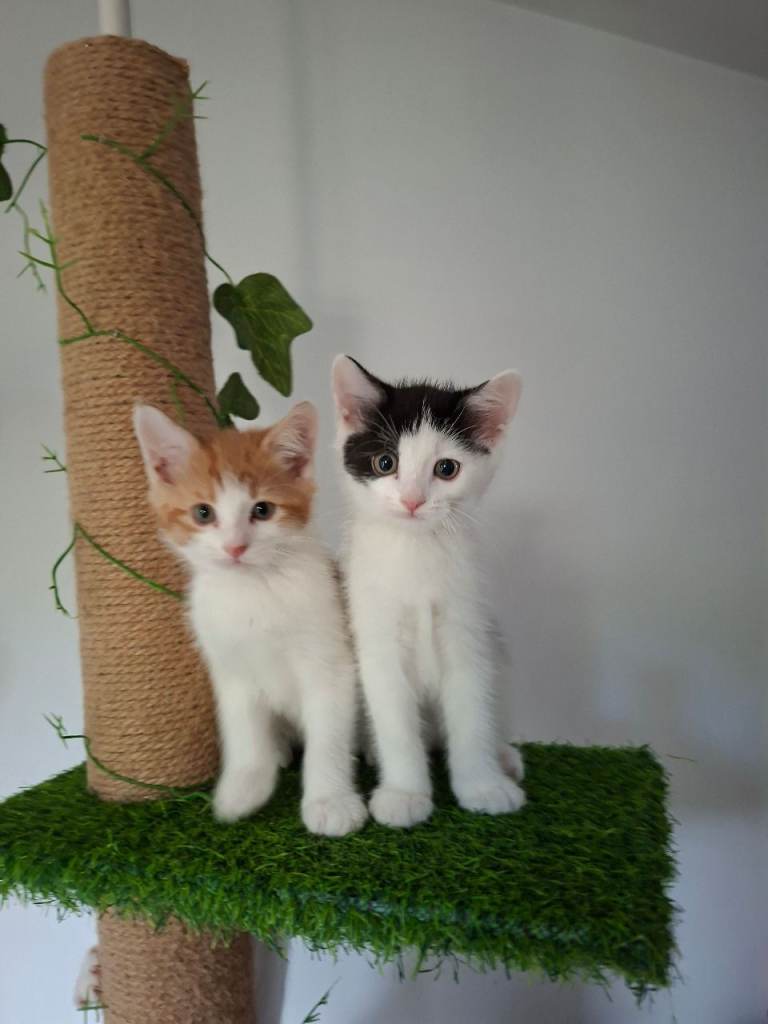 4 beautiful kittens 