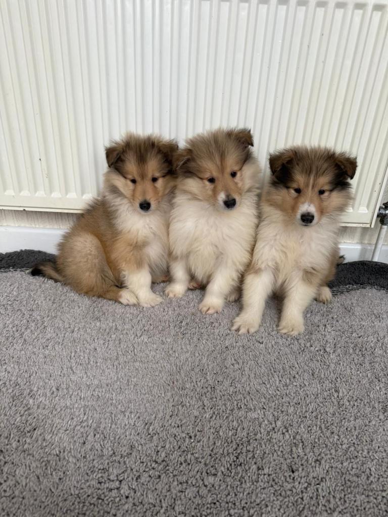 Stunning rough collie puppies for sale 