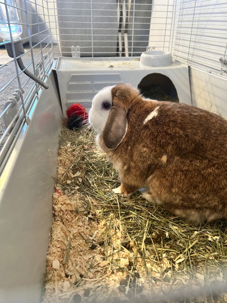 Mini Lop Rabbit