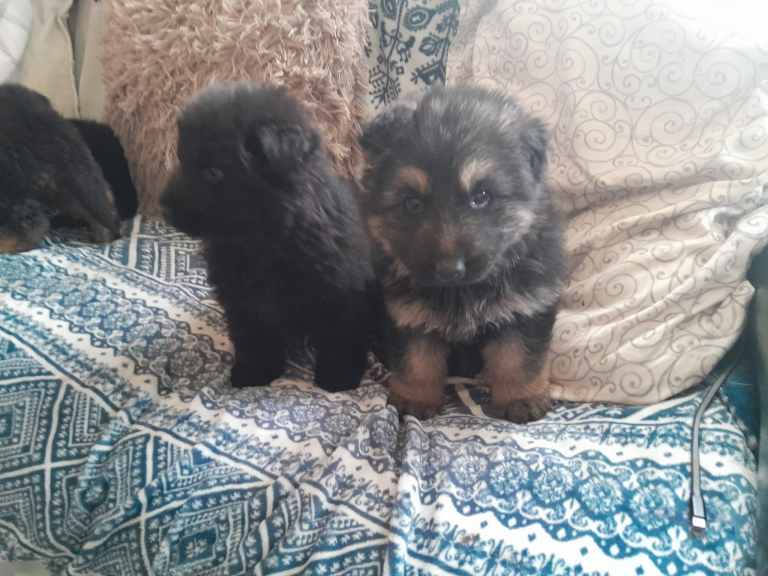 German shepherd puppies 