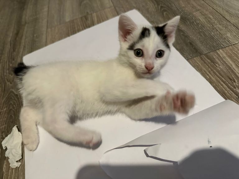 Adorable kittens for sale