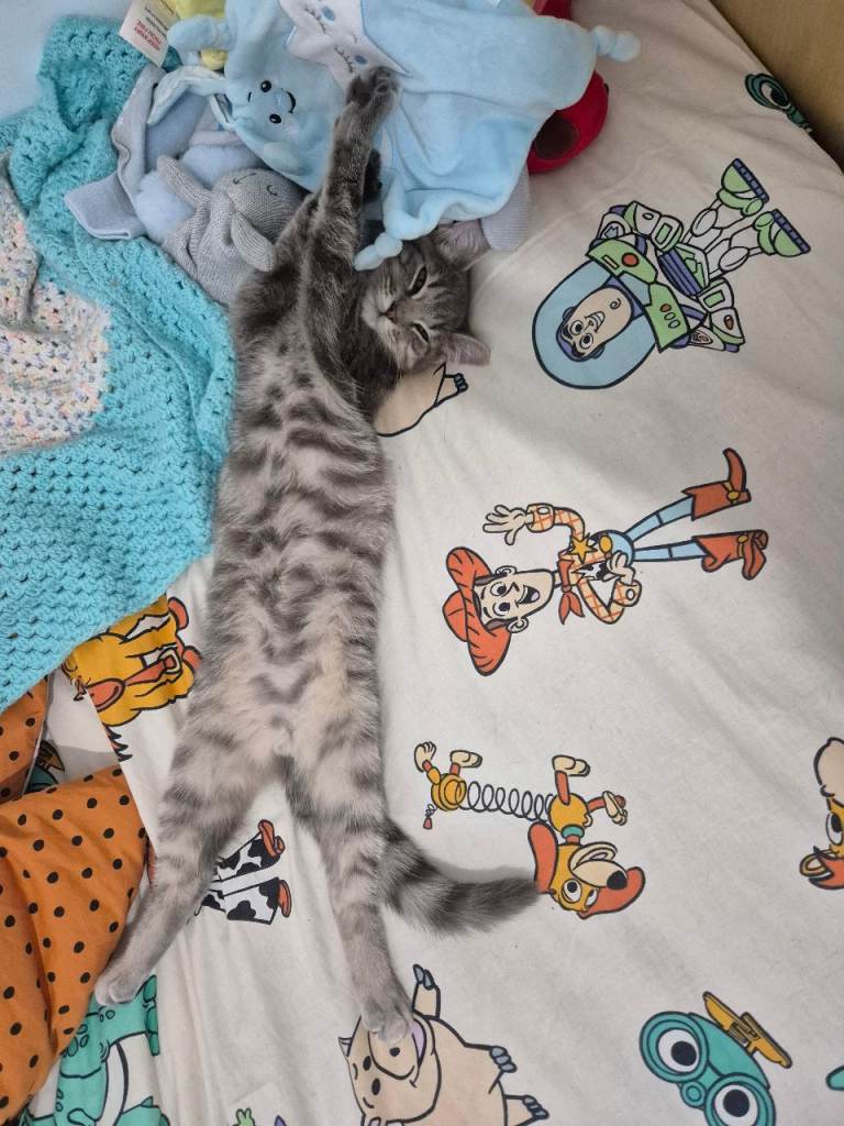 Kittens for sale 