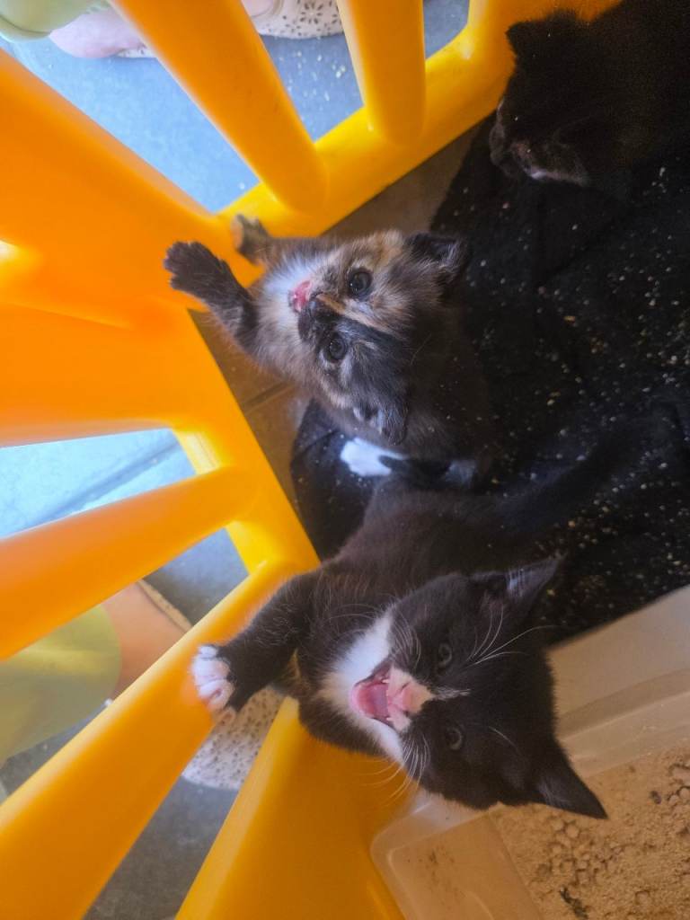 Mixed kitten.looking for new homes. 