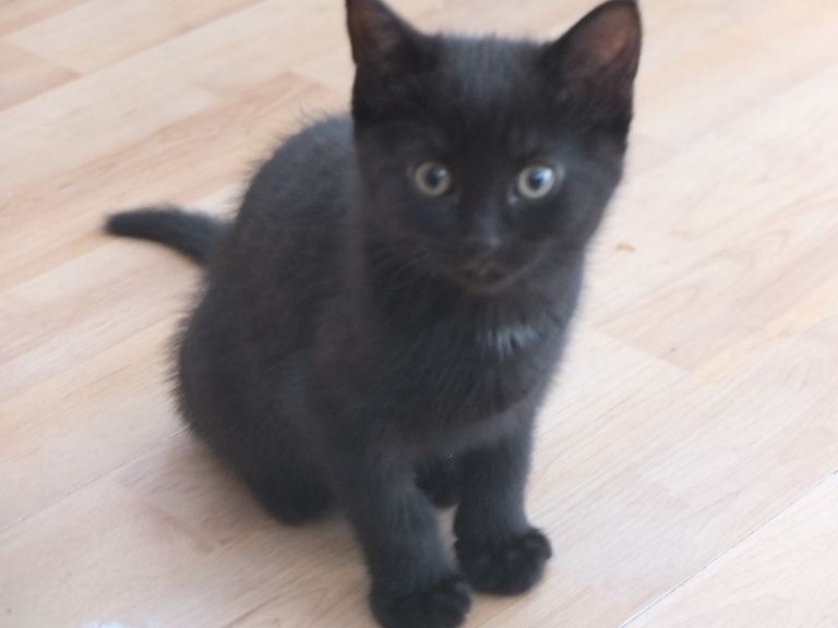 Black kittens UPDATE: ONLY ONE MALE LEFT