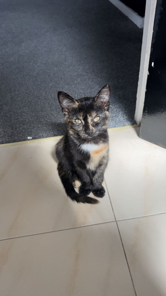 ✨Kitten looking for forever 🏠 