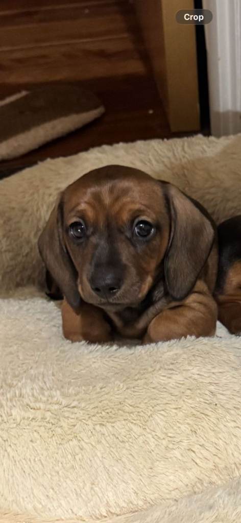 Dachshund Puppies 