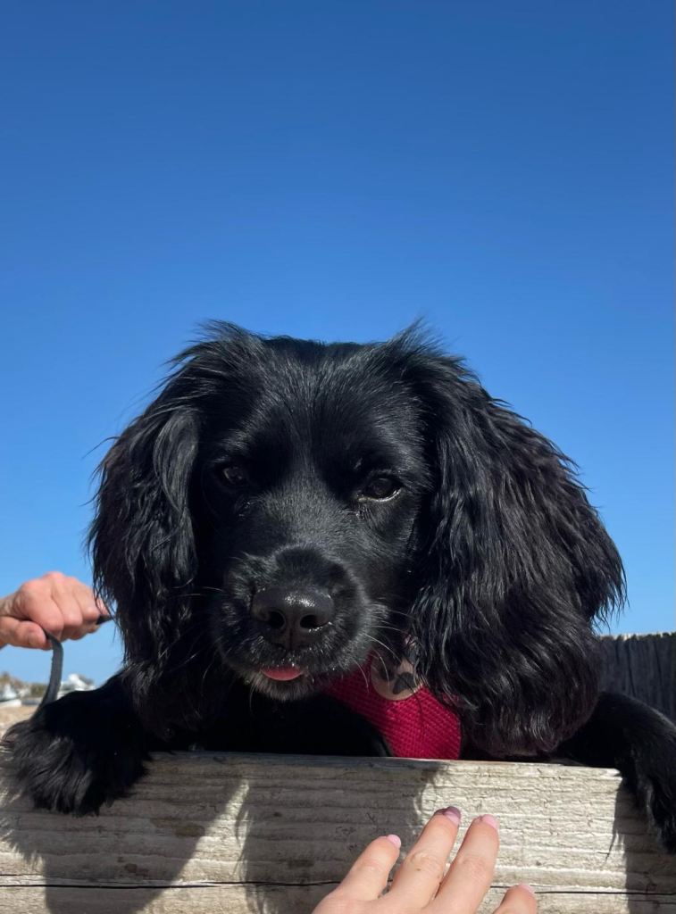 Cockalier ( king charles cavalier x cocker spaniel)