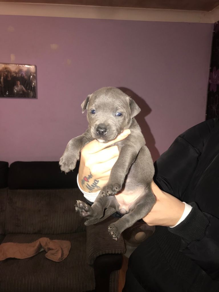 Blue staffy puppies ready 26/03/2026