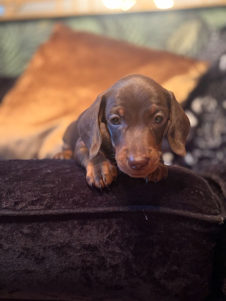 Adorable Purebred Miniature Dachshund Puppies – Boy & Girl Available