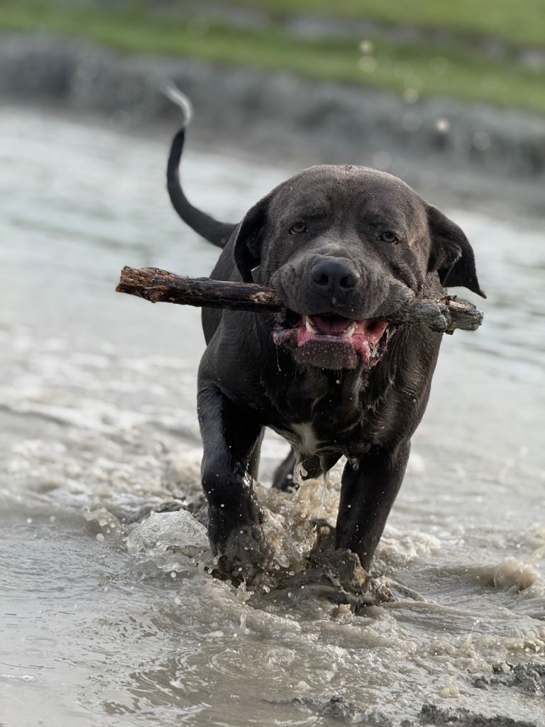 Cane corso 