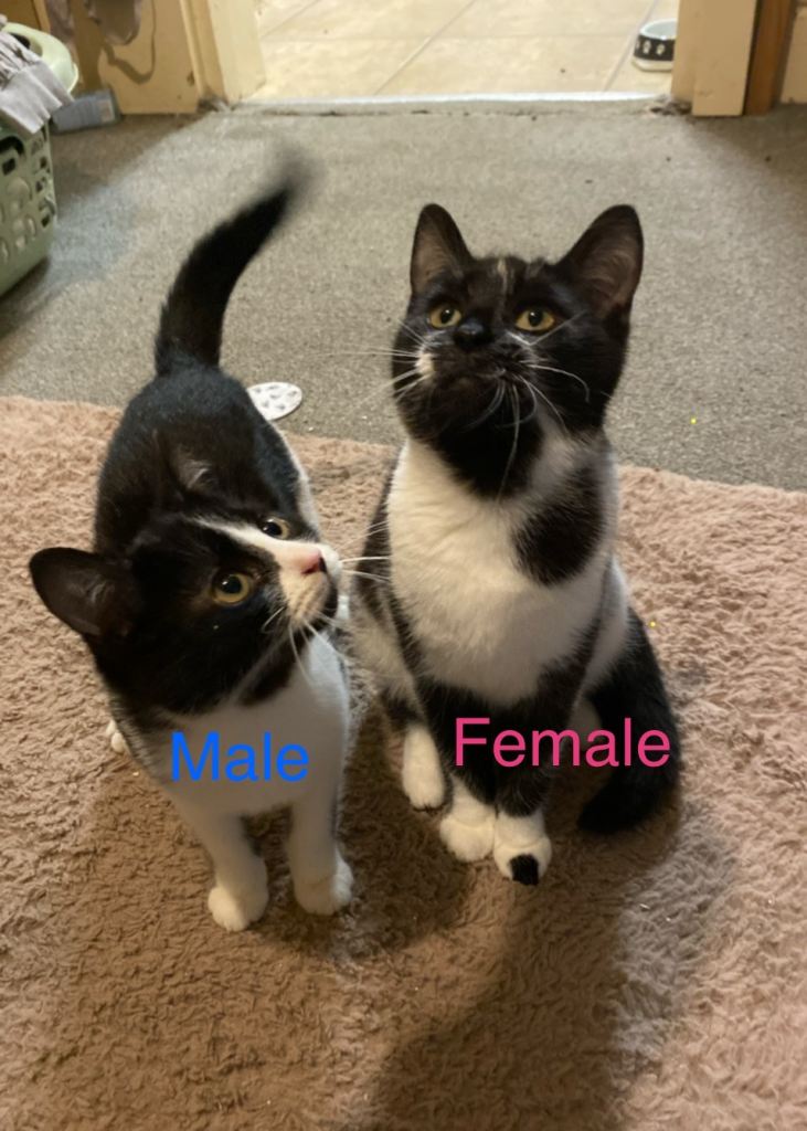 2 Kittens READY TO GO ASAP