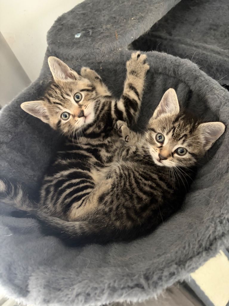 Kittens ready to leave