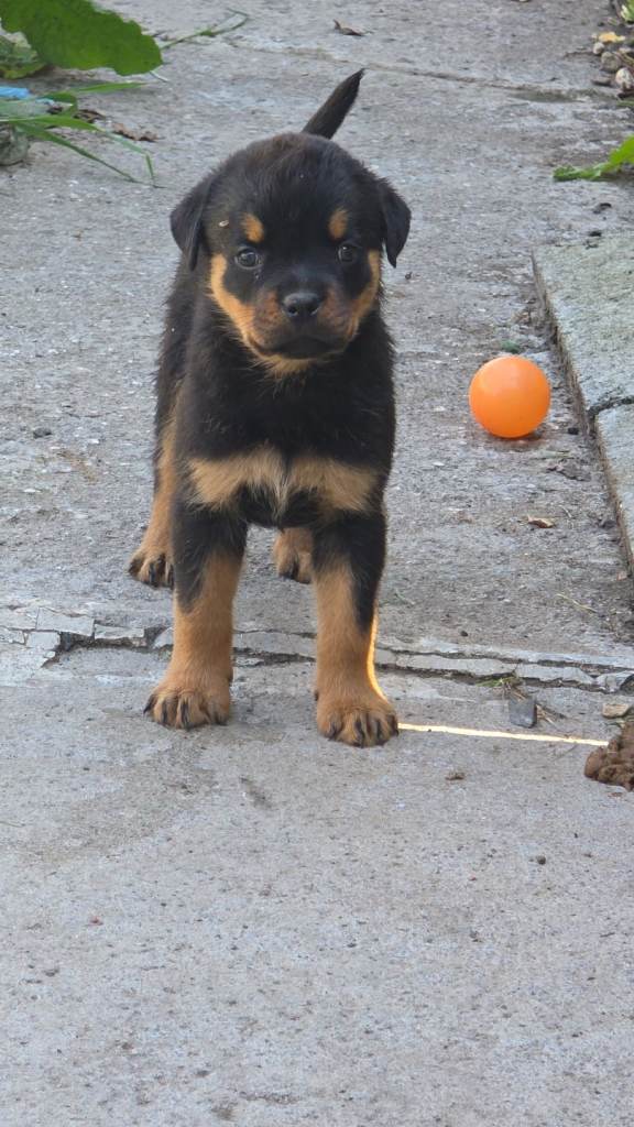 TWO BEAUTIFUL ROTTIES LEFT  