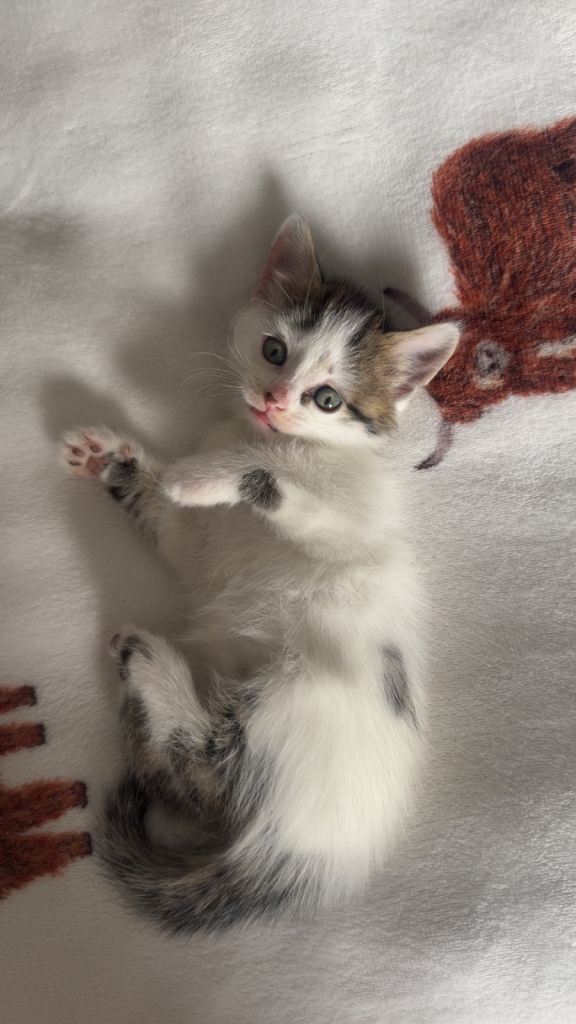 Kittens 